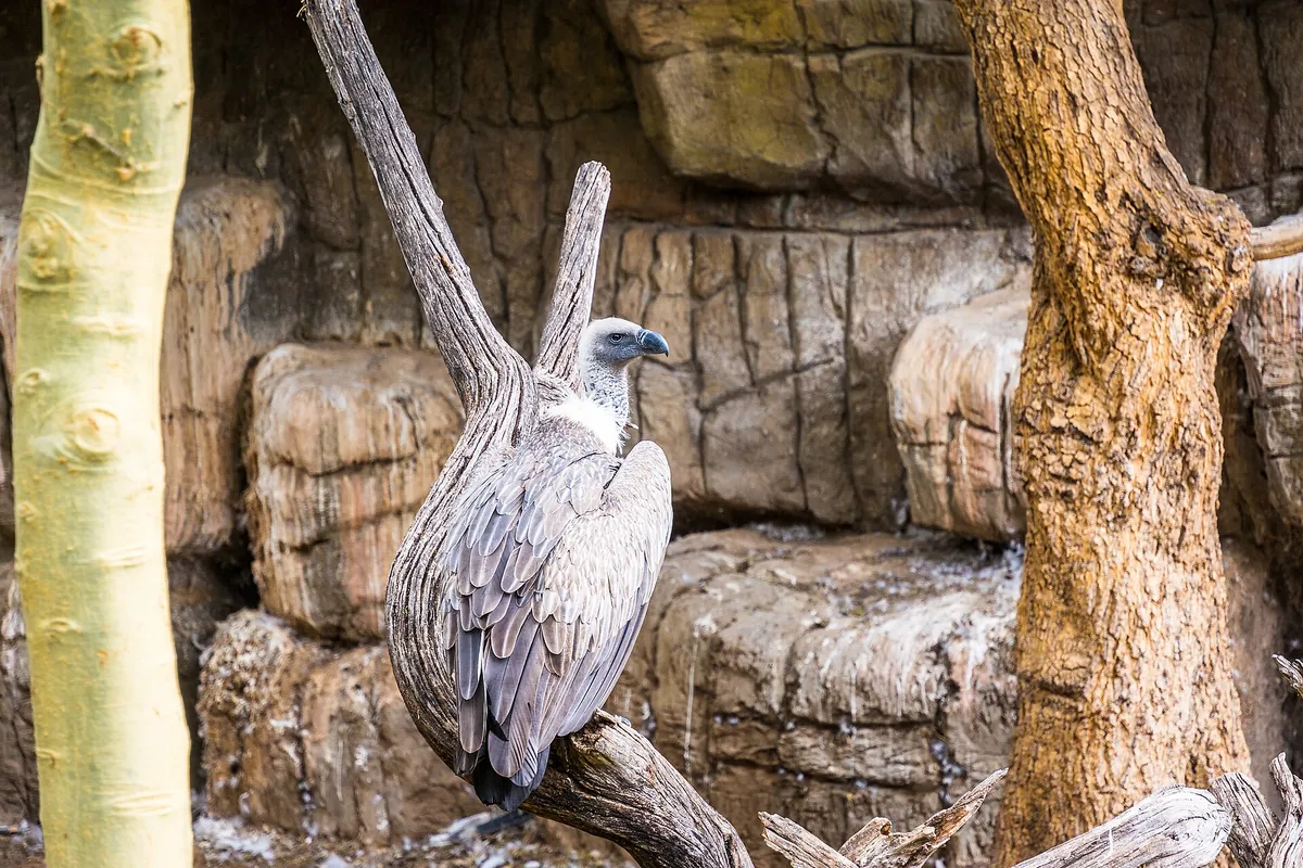 Cango Wildlife