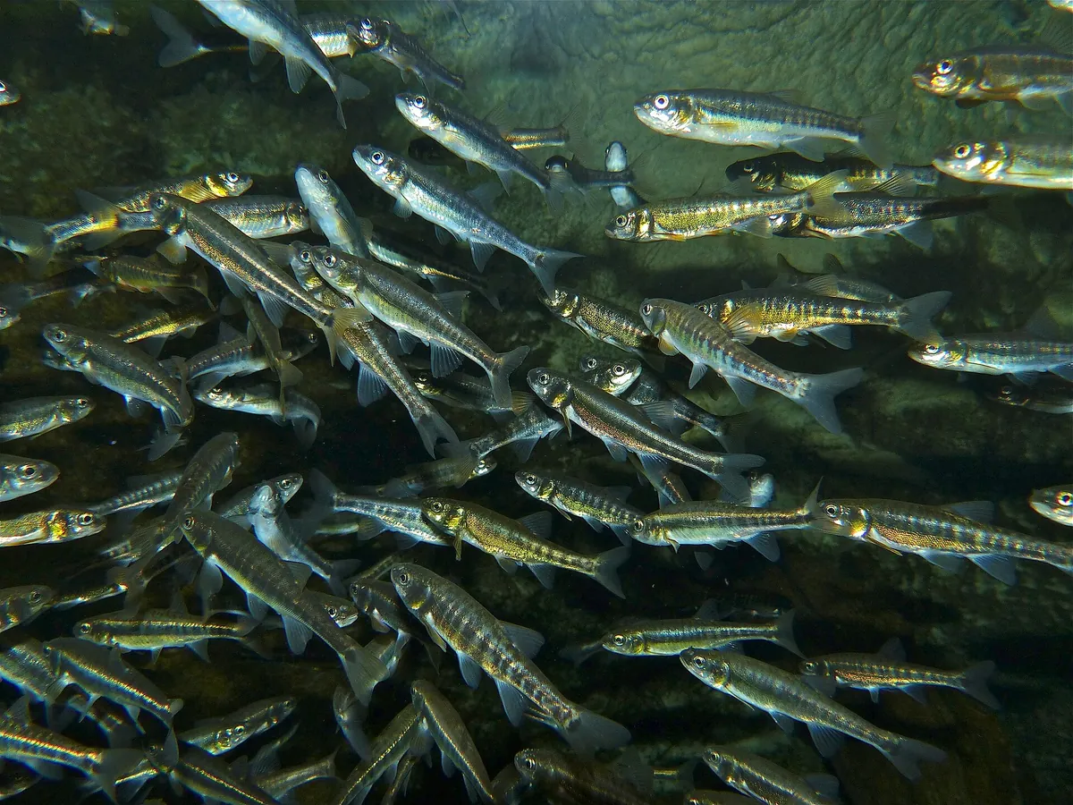 Grand Aquarium de Touraine
