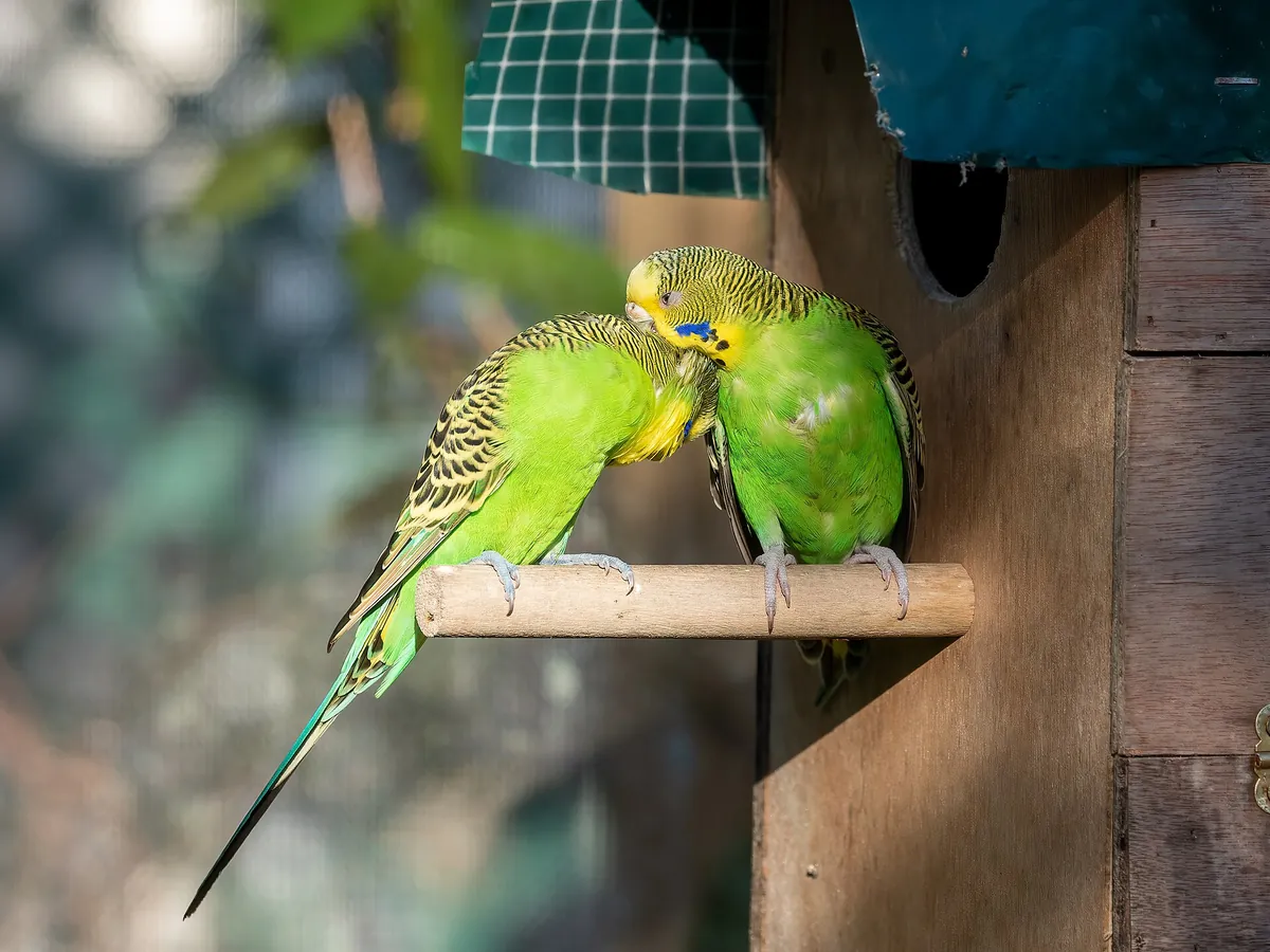 Butterfly World