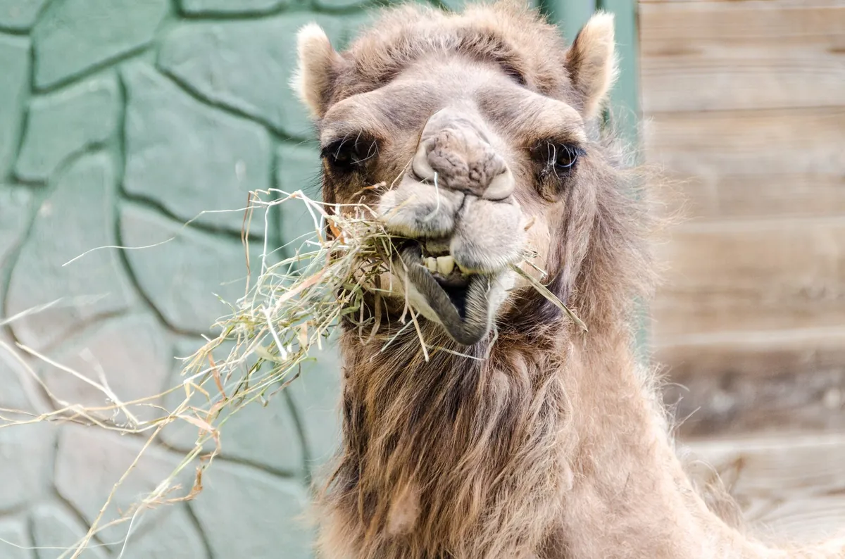 Racine Zoological Gardens