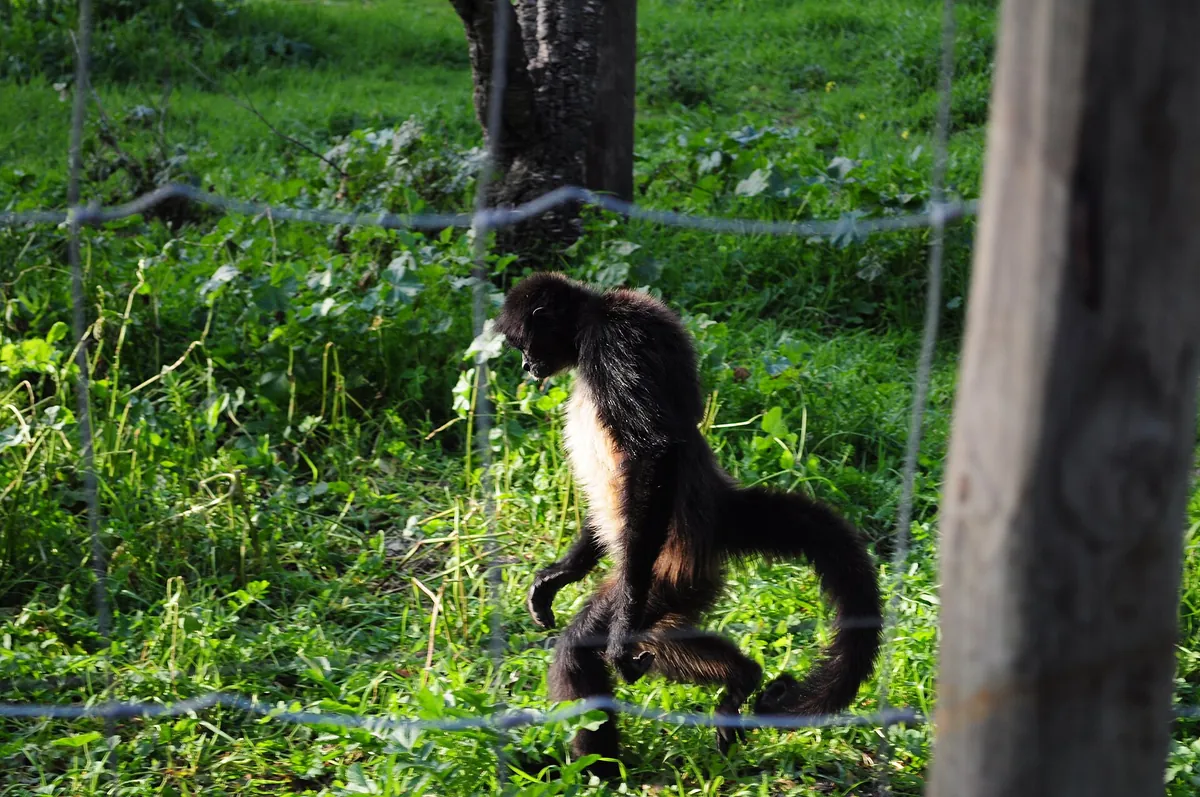 MONTE SELVAGEM RESERVA ANIMAL