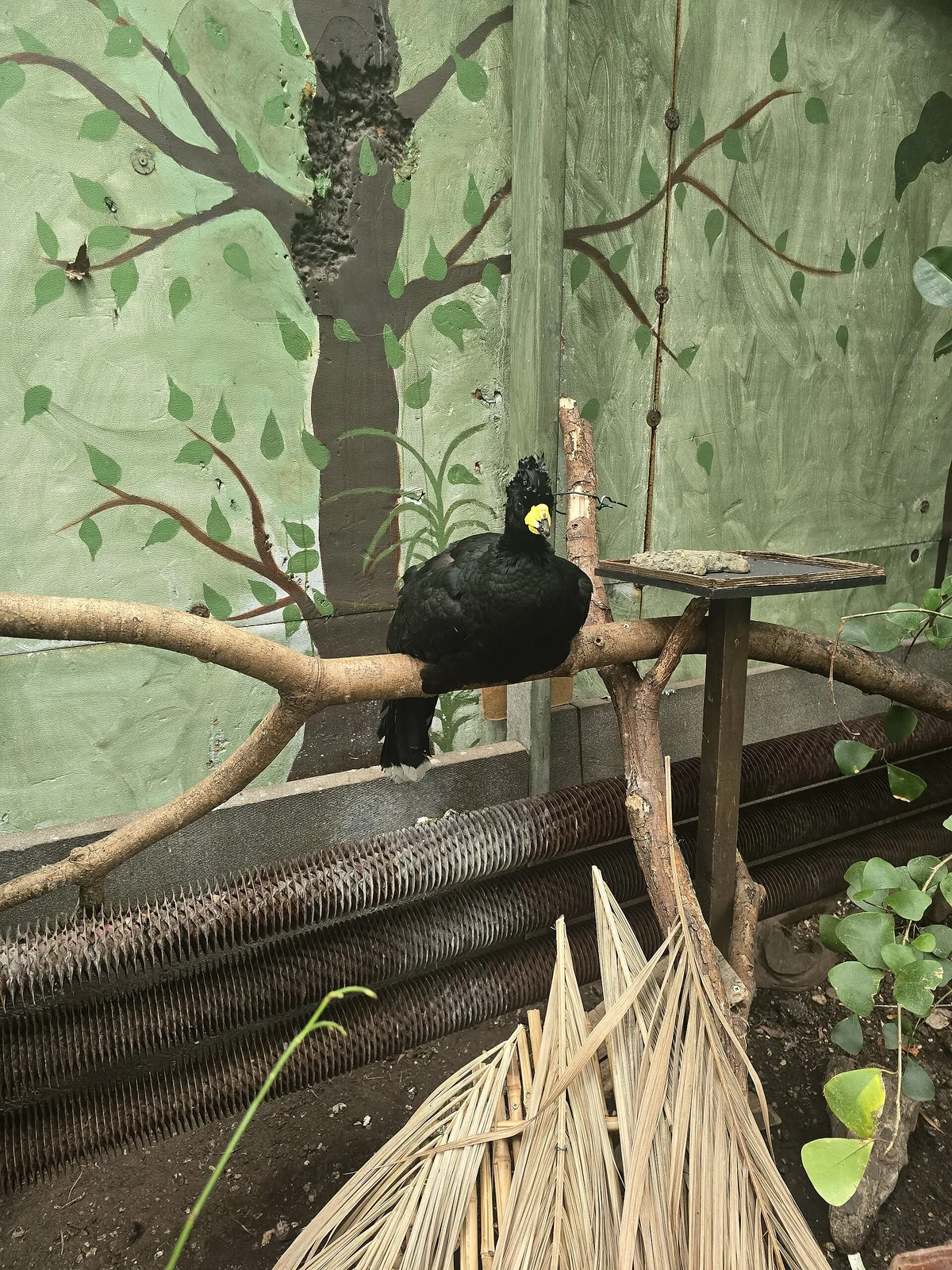 The Living Rainforest
