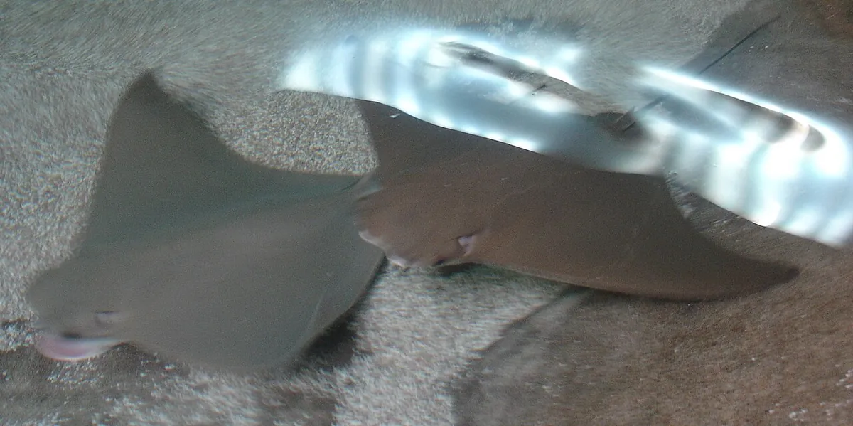 Albuquerque Aquarium