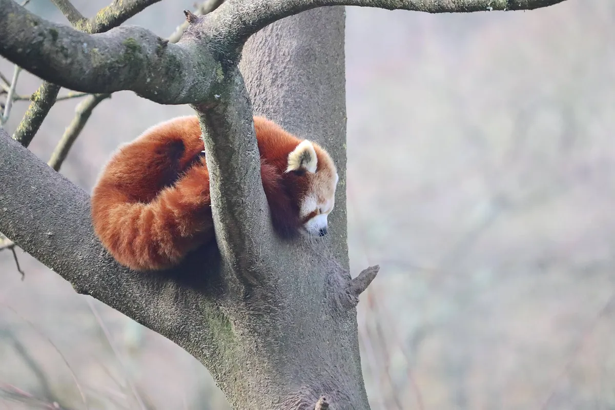 Zooparc de Trégomeur