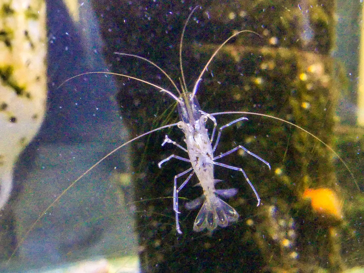 Anglesey Sea Zoo