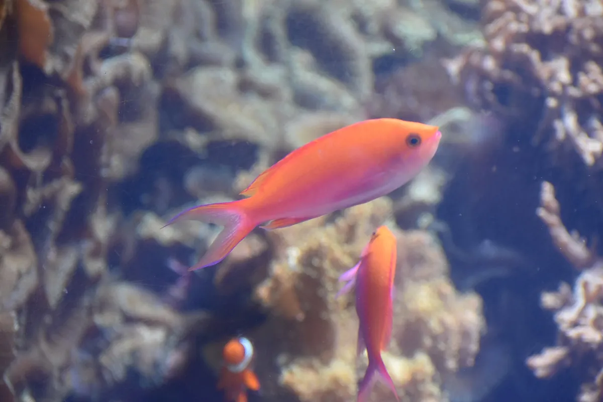 Greater Cleveland Aquarium