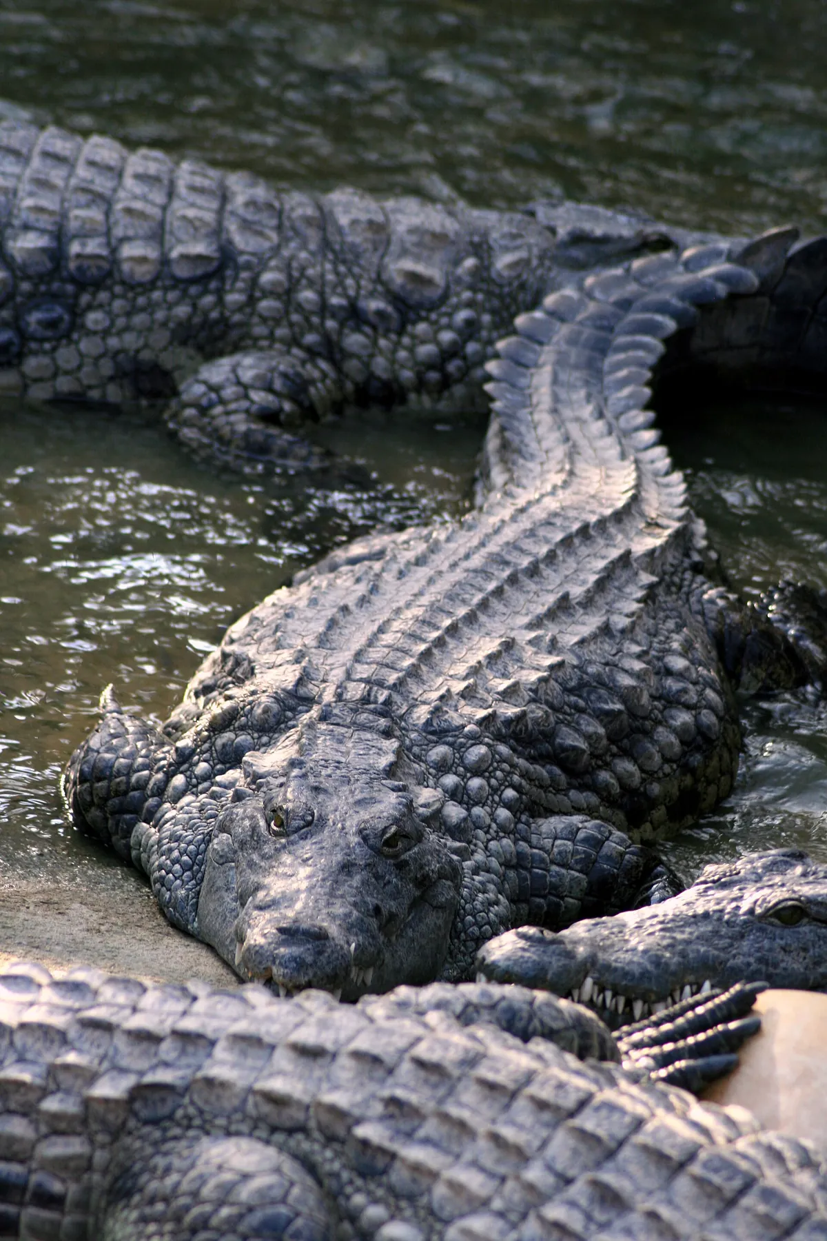 La Ferme aux crocodiles