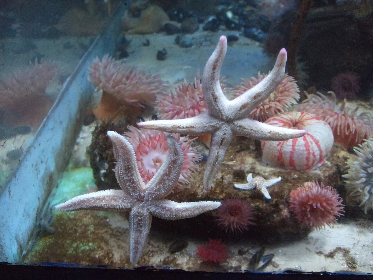 Anglesey Sea Zoo
