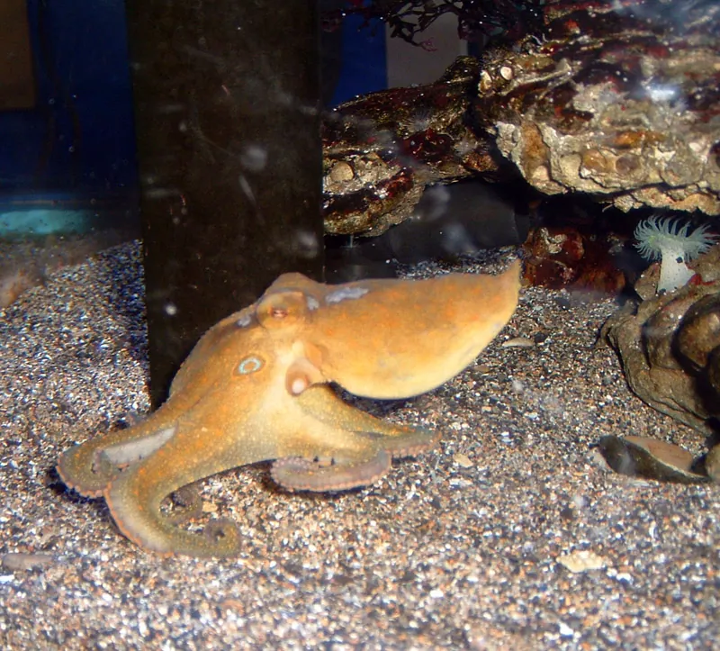 Heal the Bay Aquarium