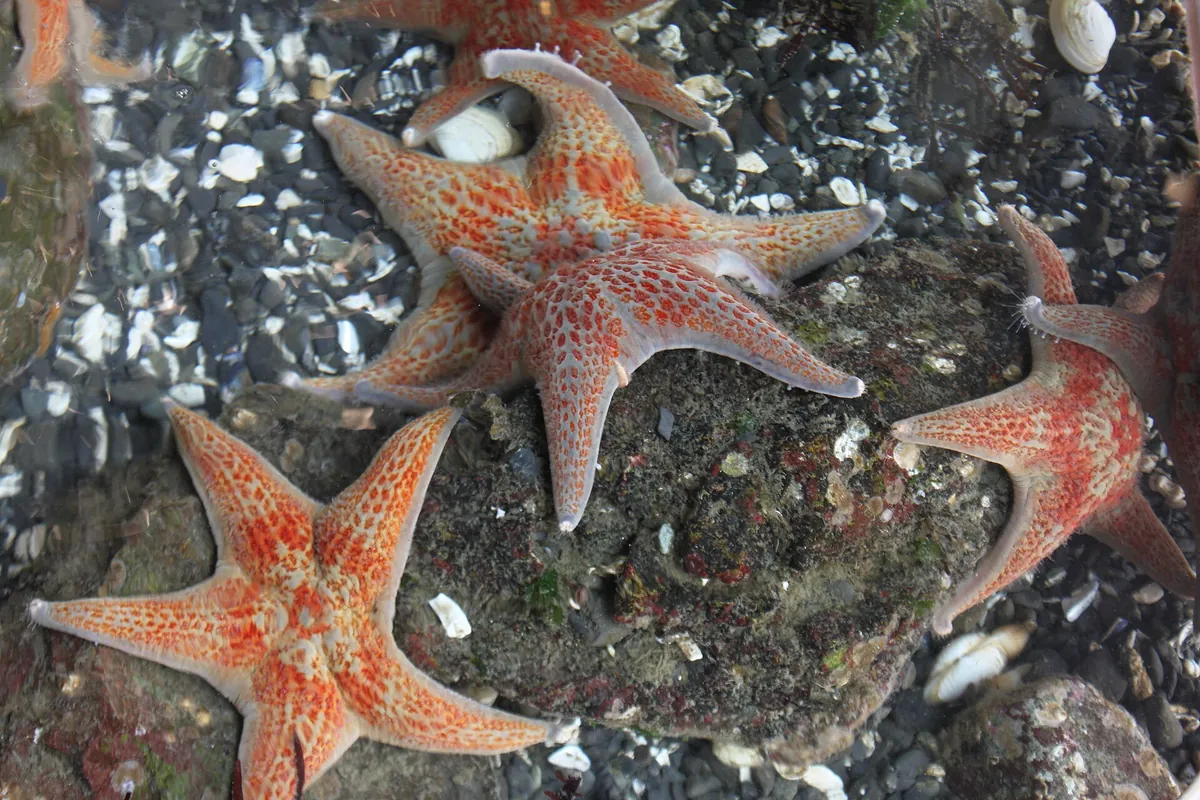 Ucluelet Aquarium