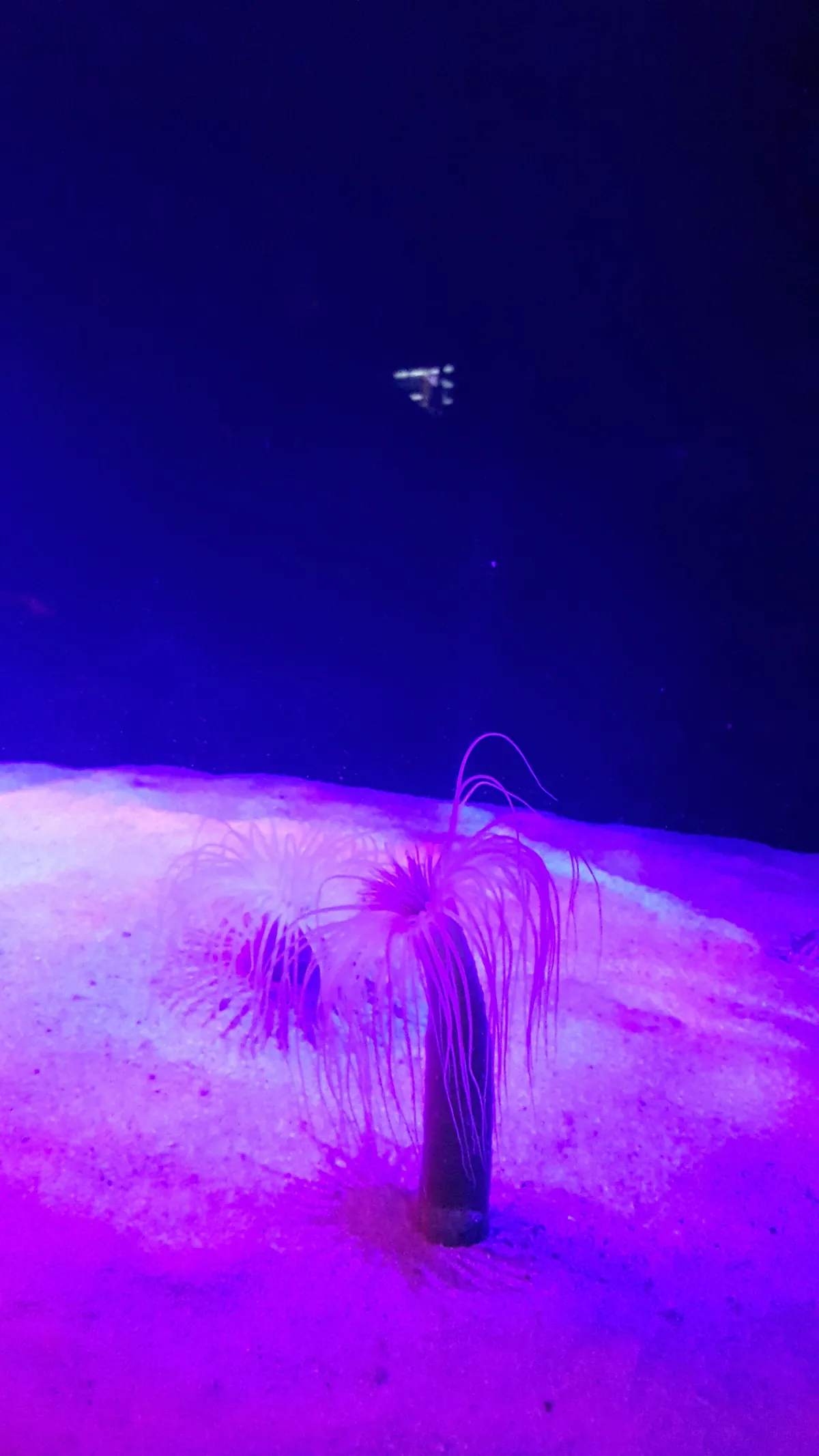Two Oceans Aquarium
