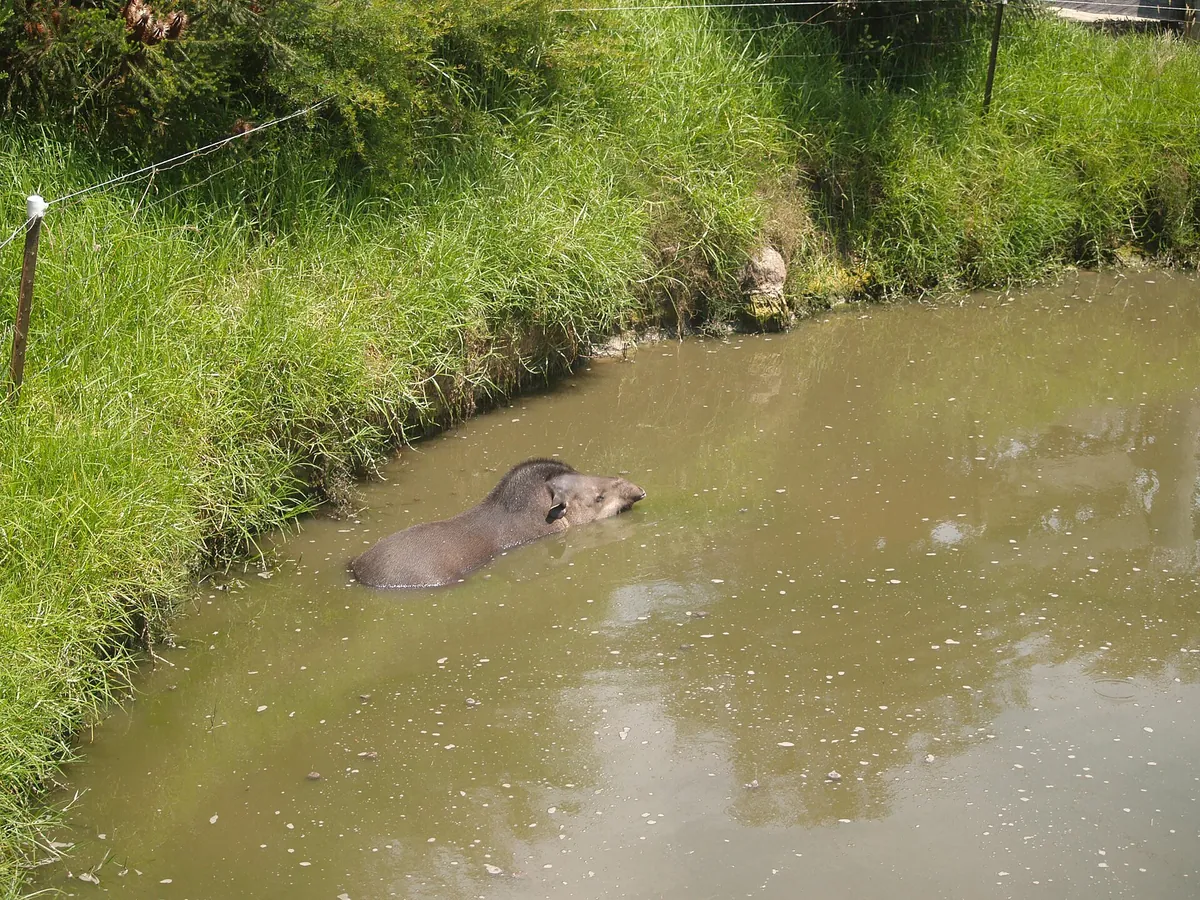 Mogo Wildlife Park
