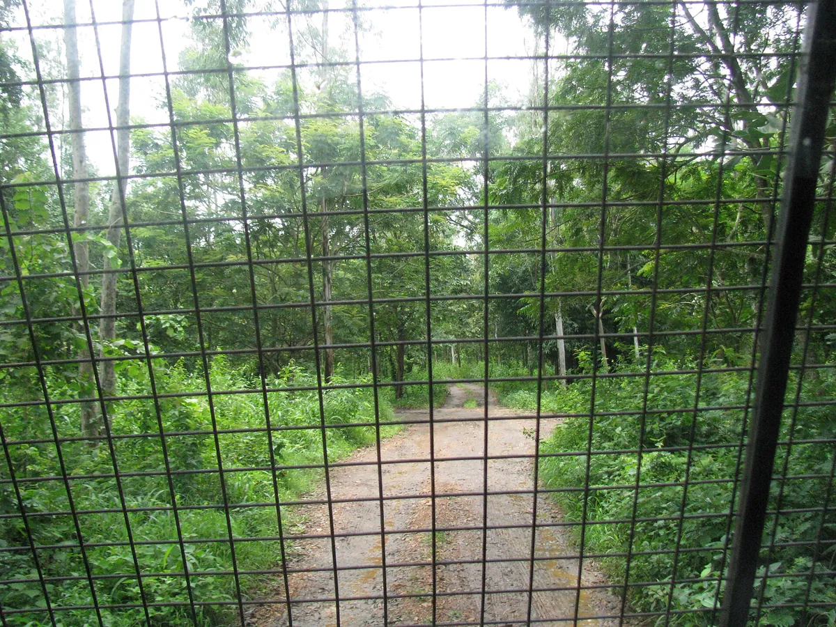 Tyavarekoppa Lion and Tiger Safari