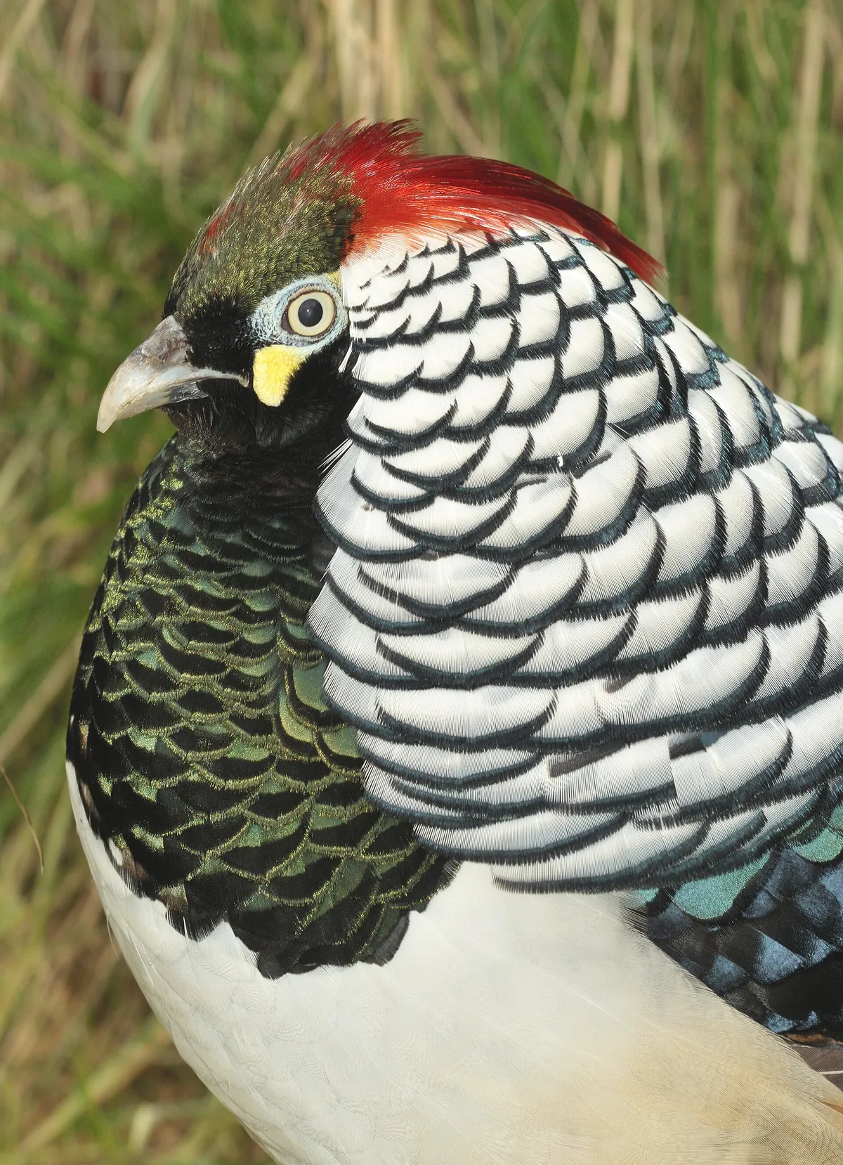 Tierpark Bad Pyrmont