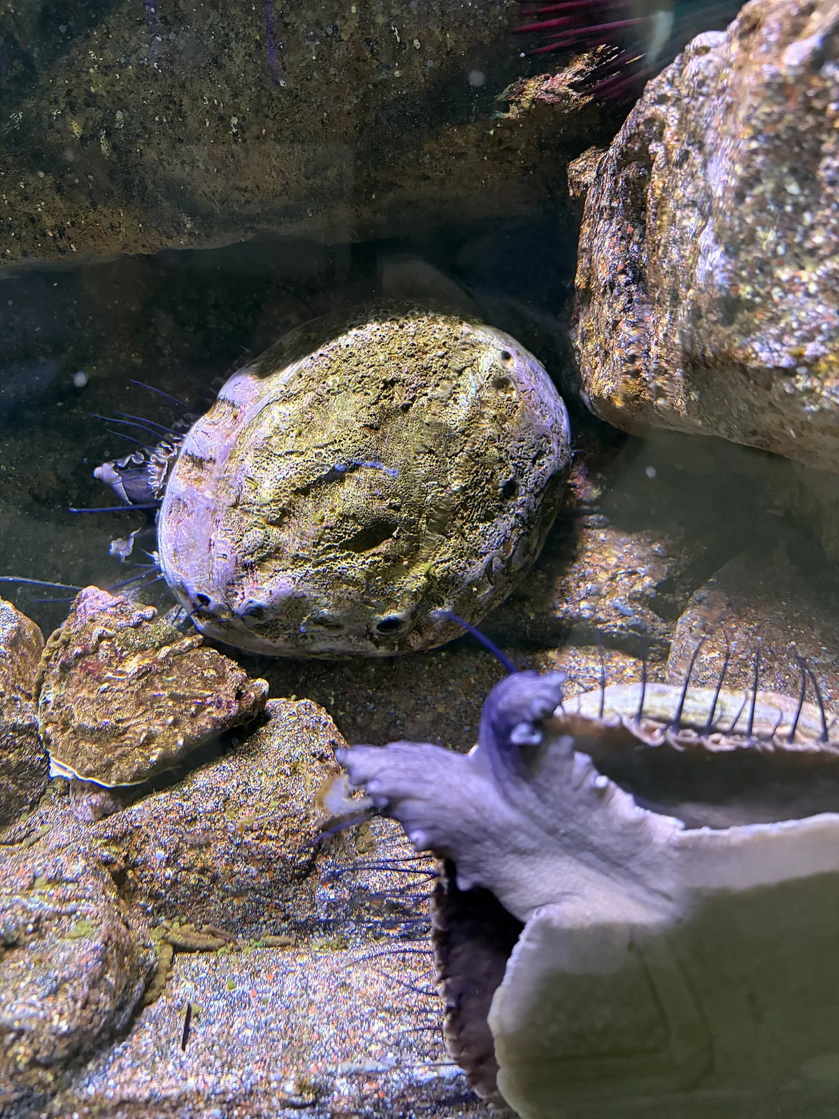 Cabrillo Marine Aquarium