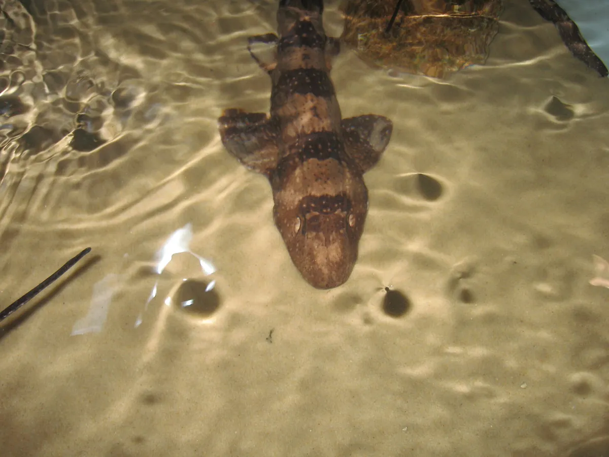 Oklahoma Aquarium