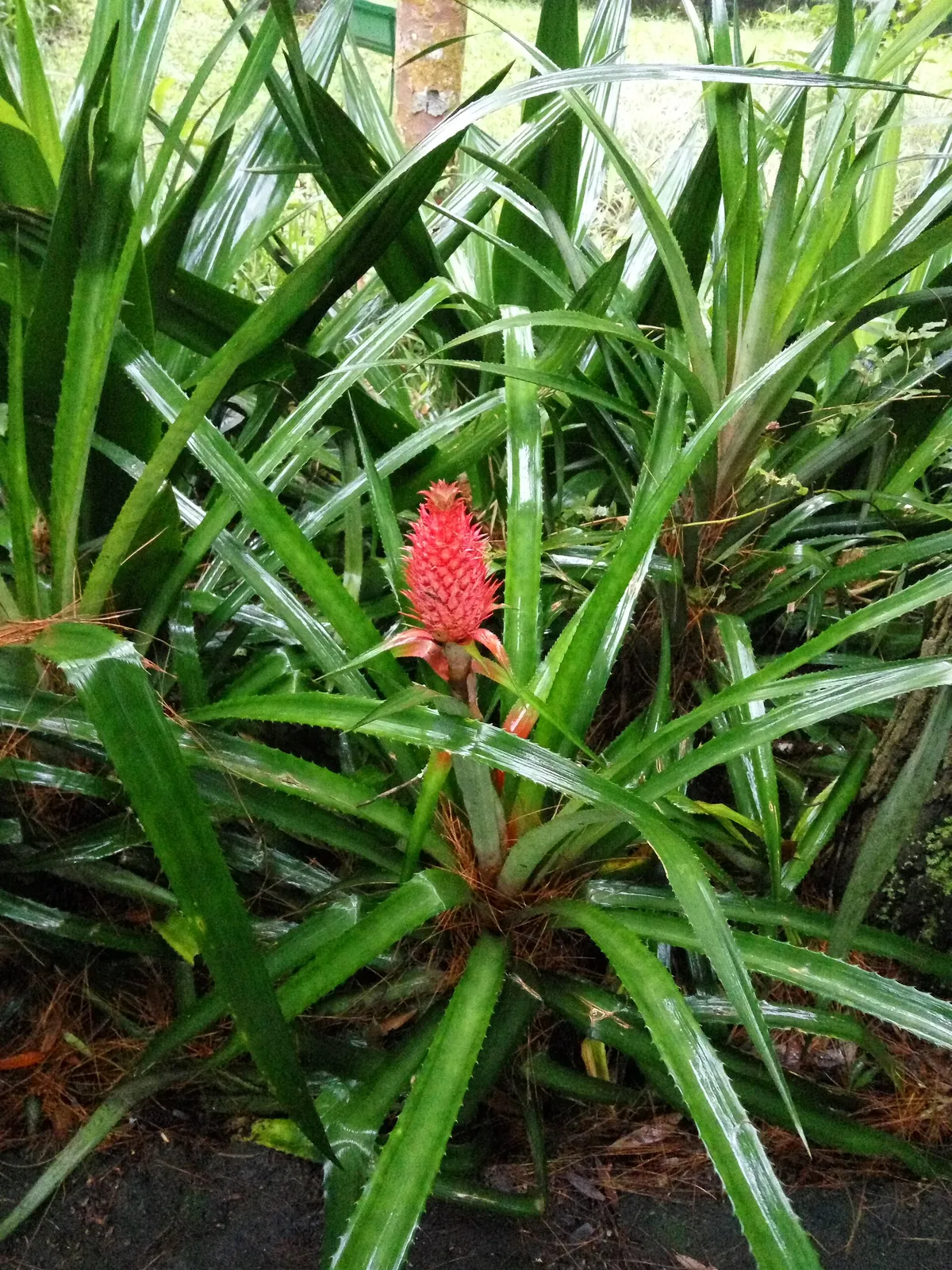 Taman Safari Indonesia