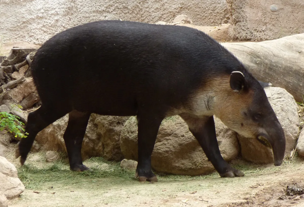 Reid Park Zoo