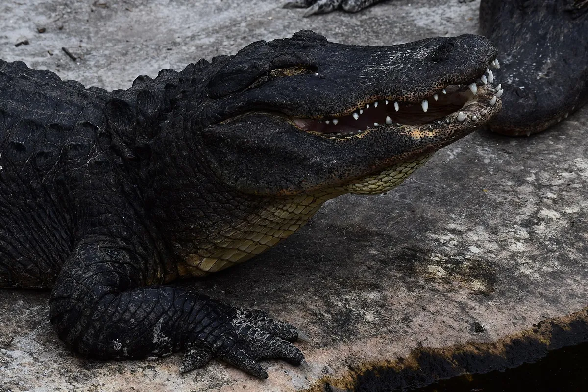 St. Augustine Alligator Farm