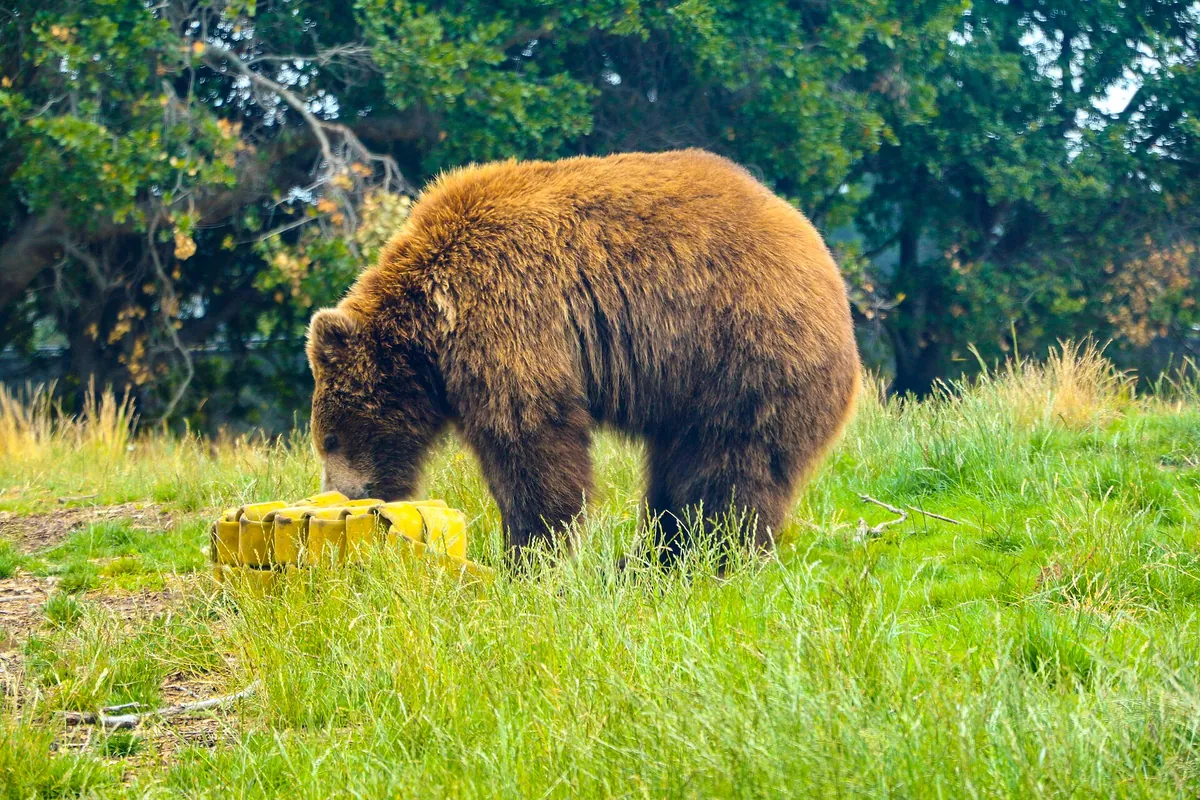 Oakland Zoo