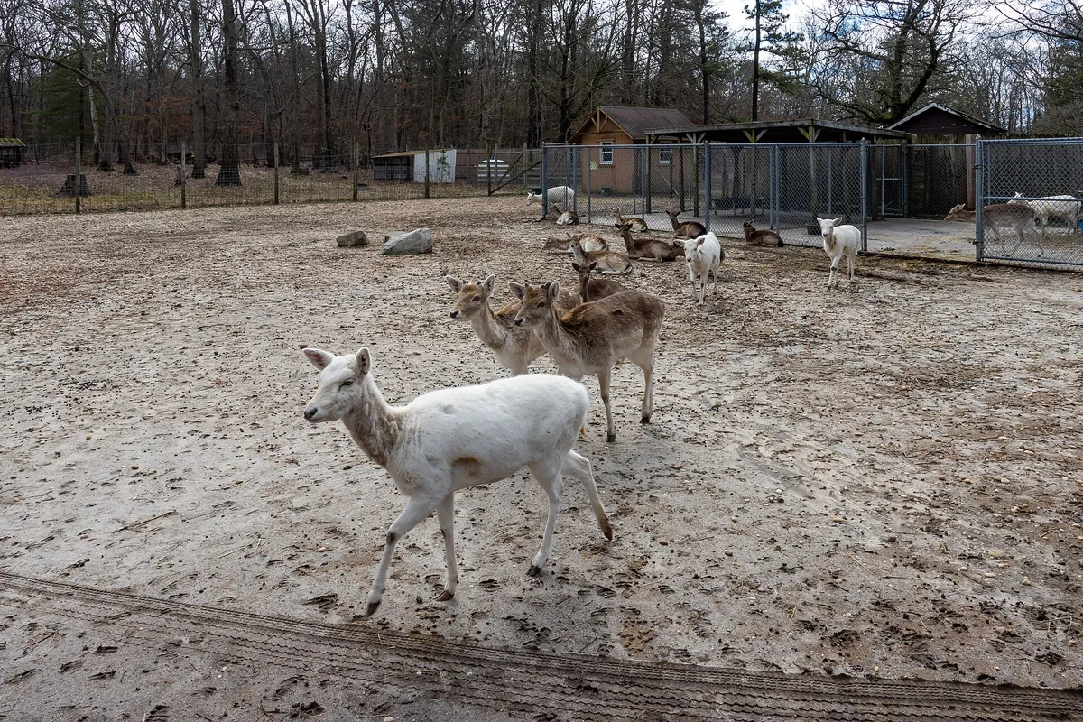 Long Island Game Farm