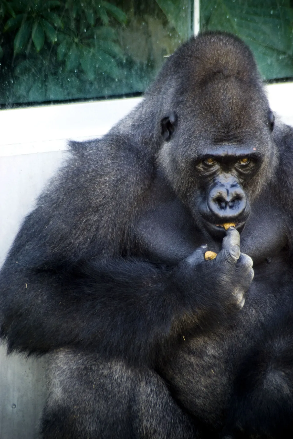 Sedgwick County Zoo