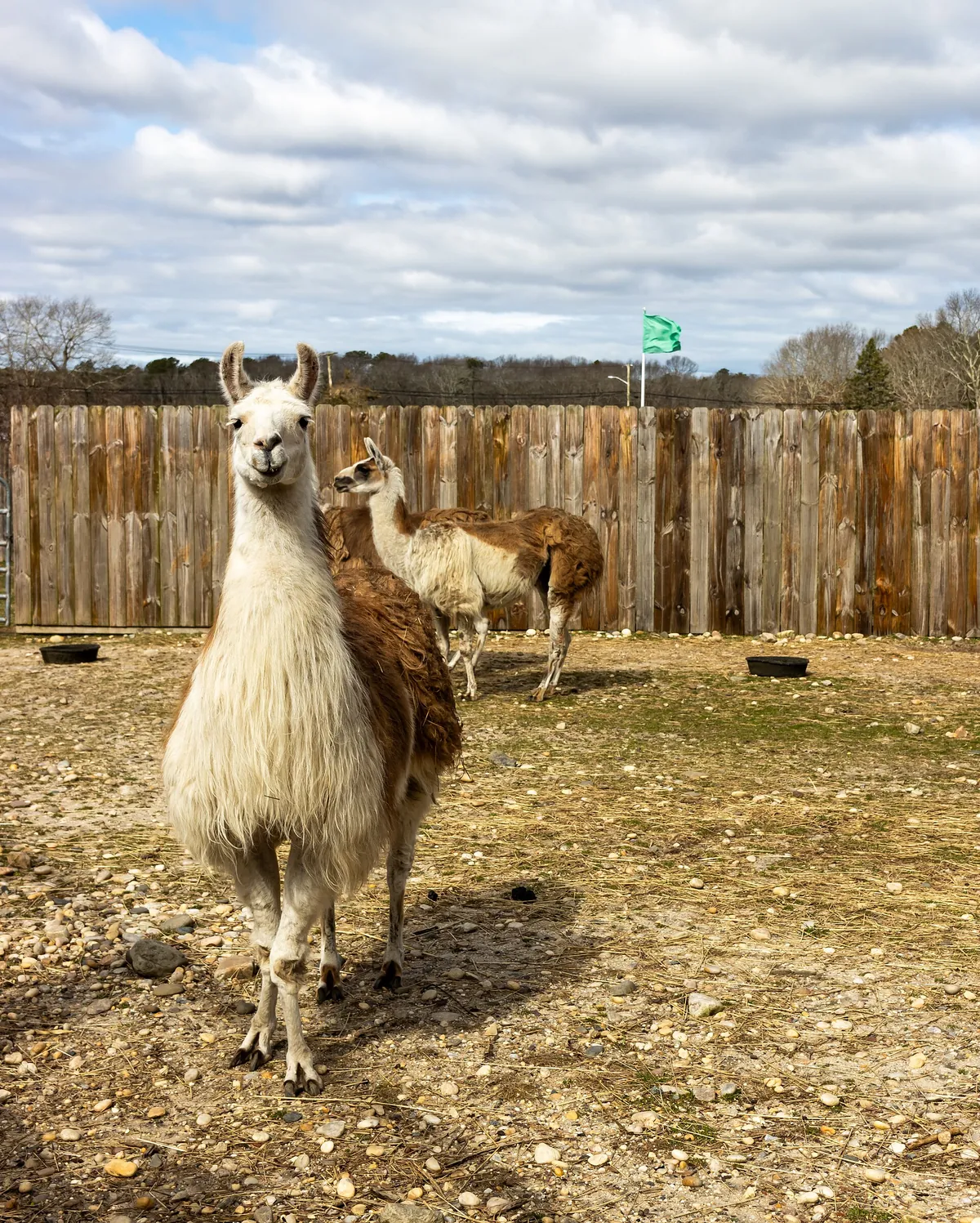 Long Island Game Farm