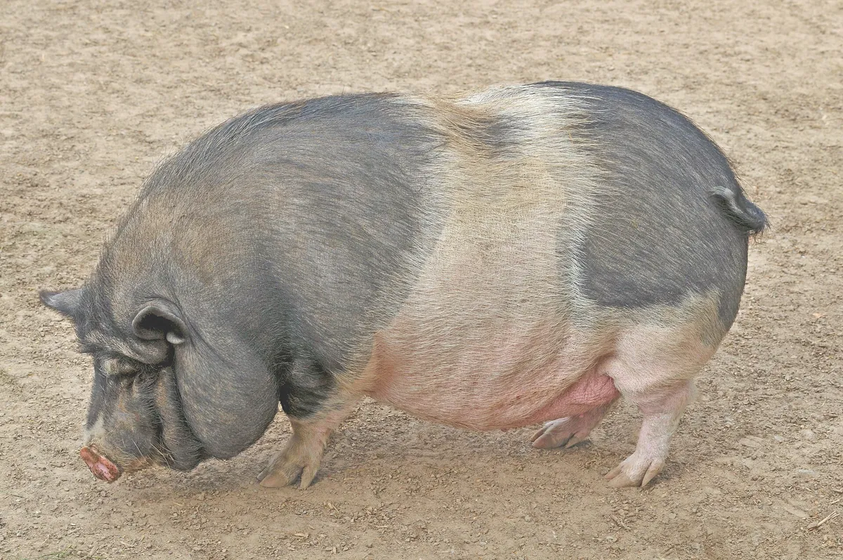 Tierpark Bad Pyrmont