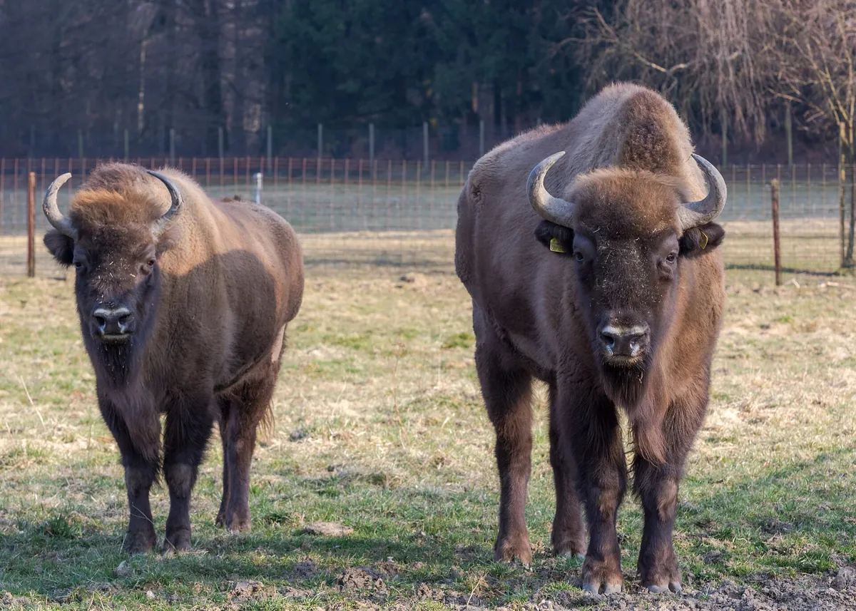 Wild- und Freizeitpark Allensbach