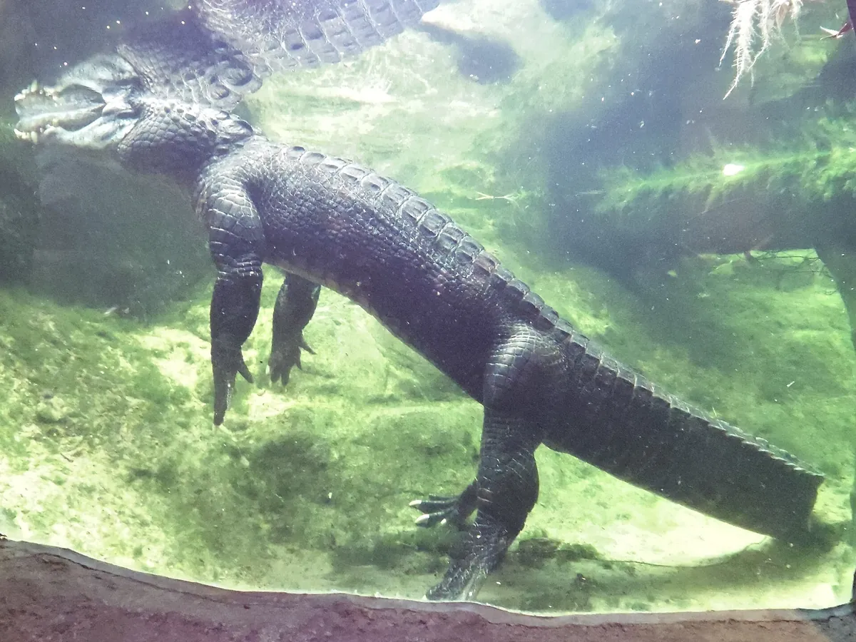 Randers Regnskov, Tropical Zoo