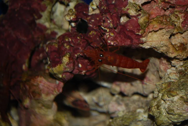 Waikiki Aquarium