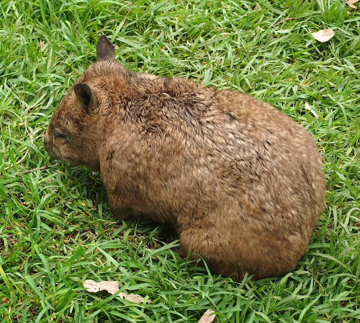 Rockhampton Zoo