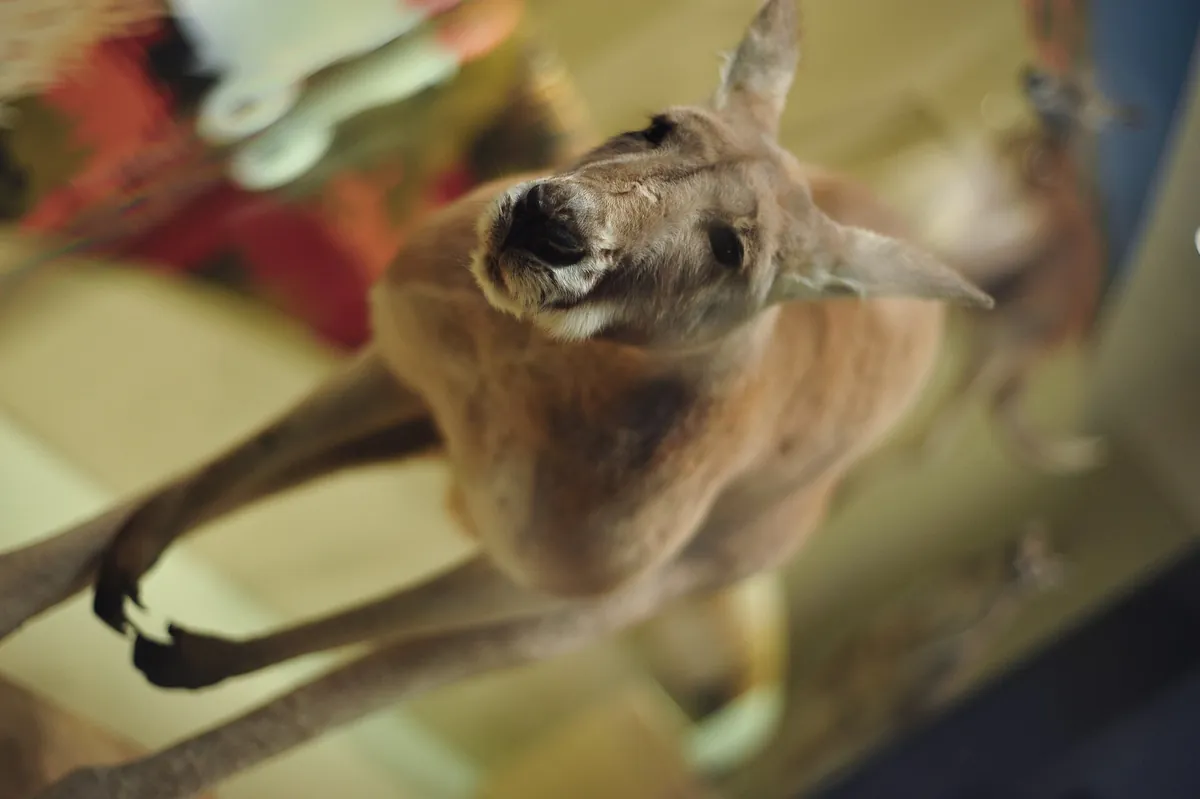 Smithsonian's National Zoo and Conservation Biology Institute