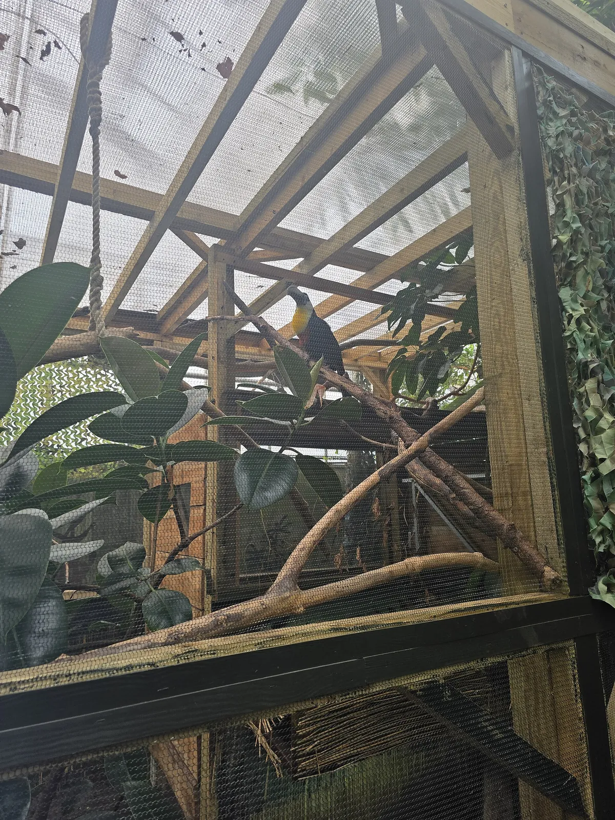 The Living Rainforest