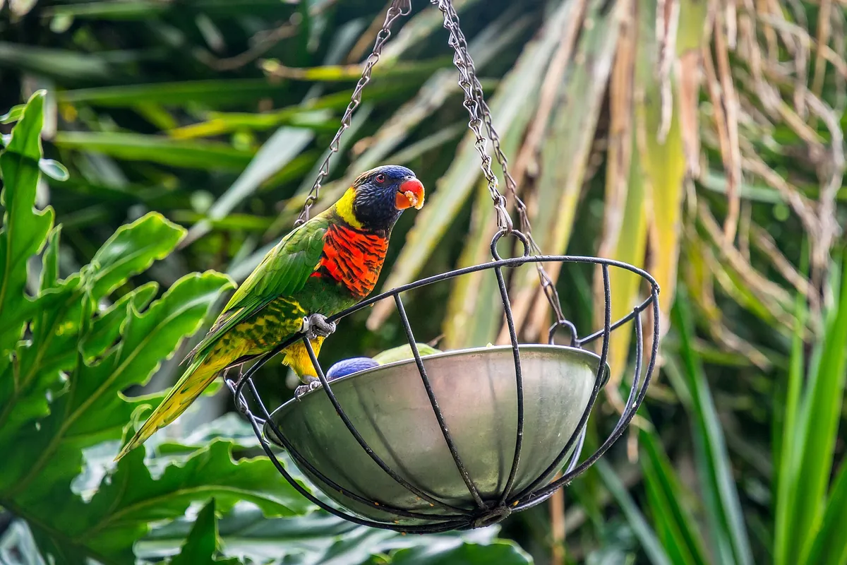 Cango Wildlife