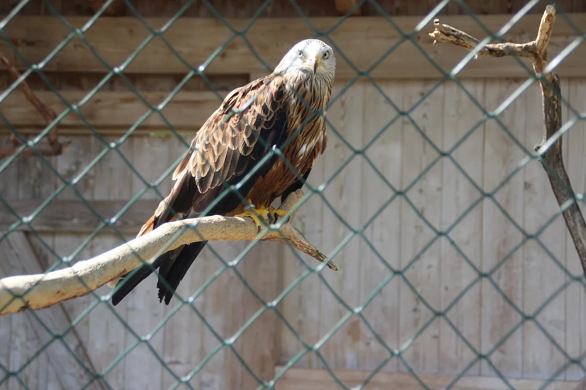 Greifvogelpark Katharinenberg