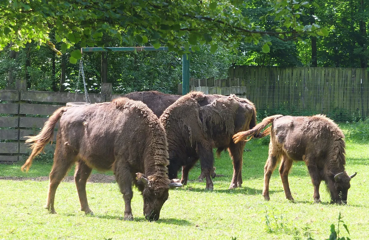 Wildpark Leipzig