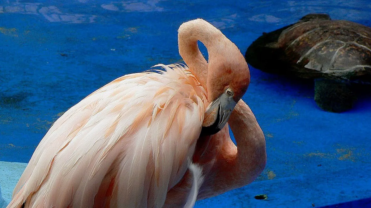 Curaçao Sea Aquarium