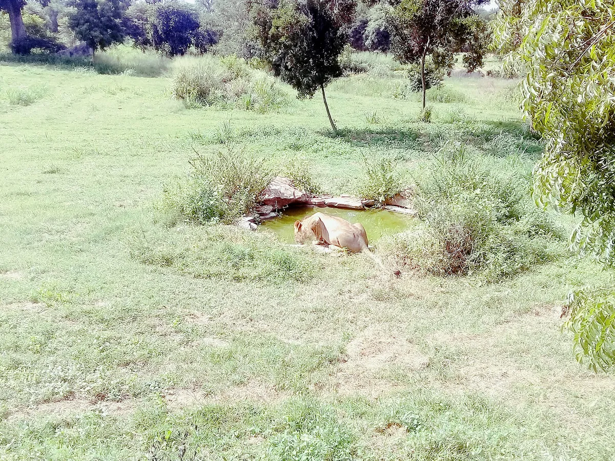 Ridiyagama Safari Park