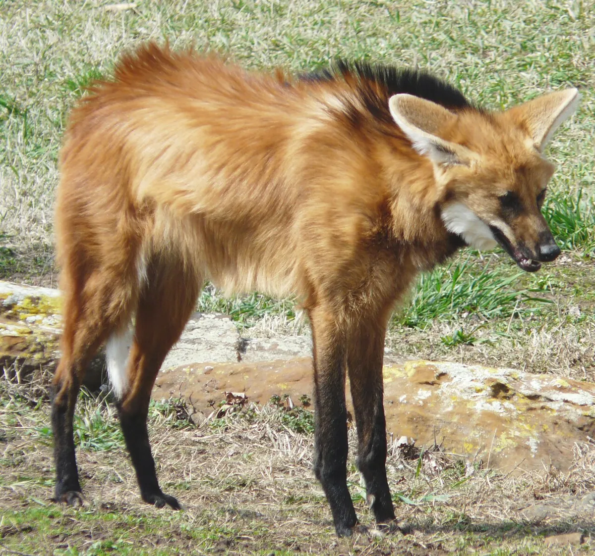 Rolling Hills Zoo
