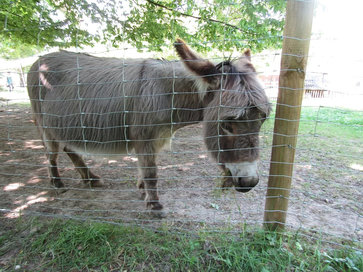 Wild- und Freizeitpark Allensbach