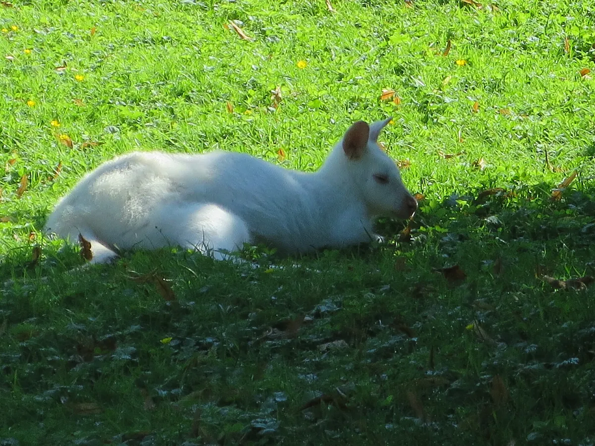 Raritätenzoo Ebbs