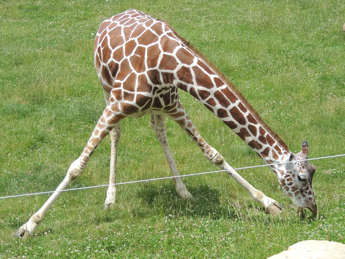 Niabi Zoo