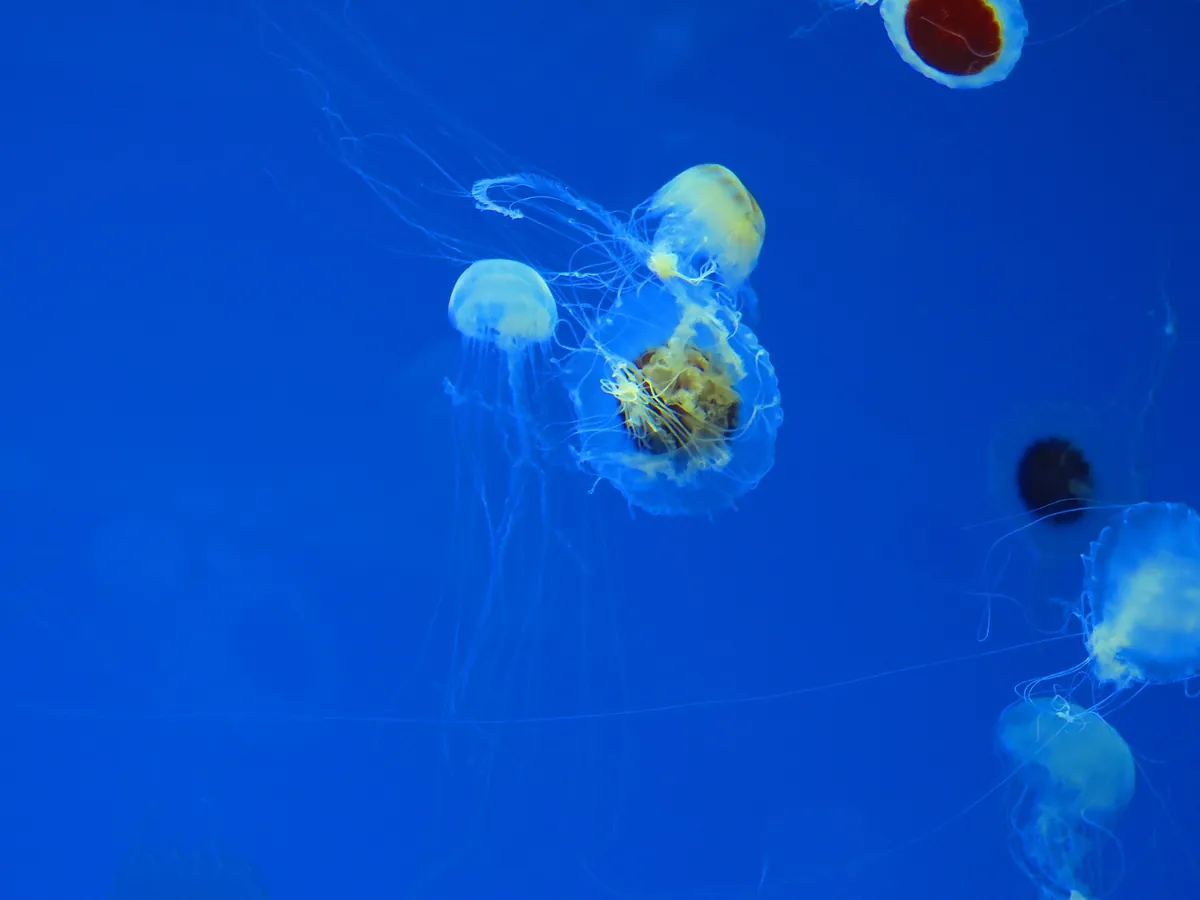 Aquarium of Veracruz