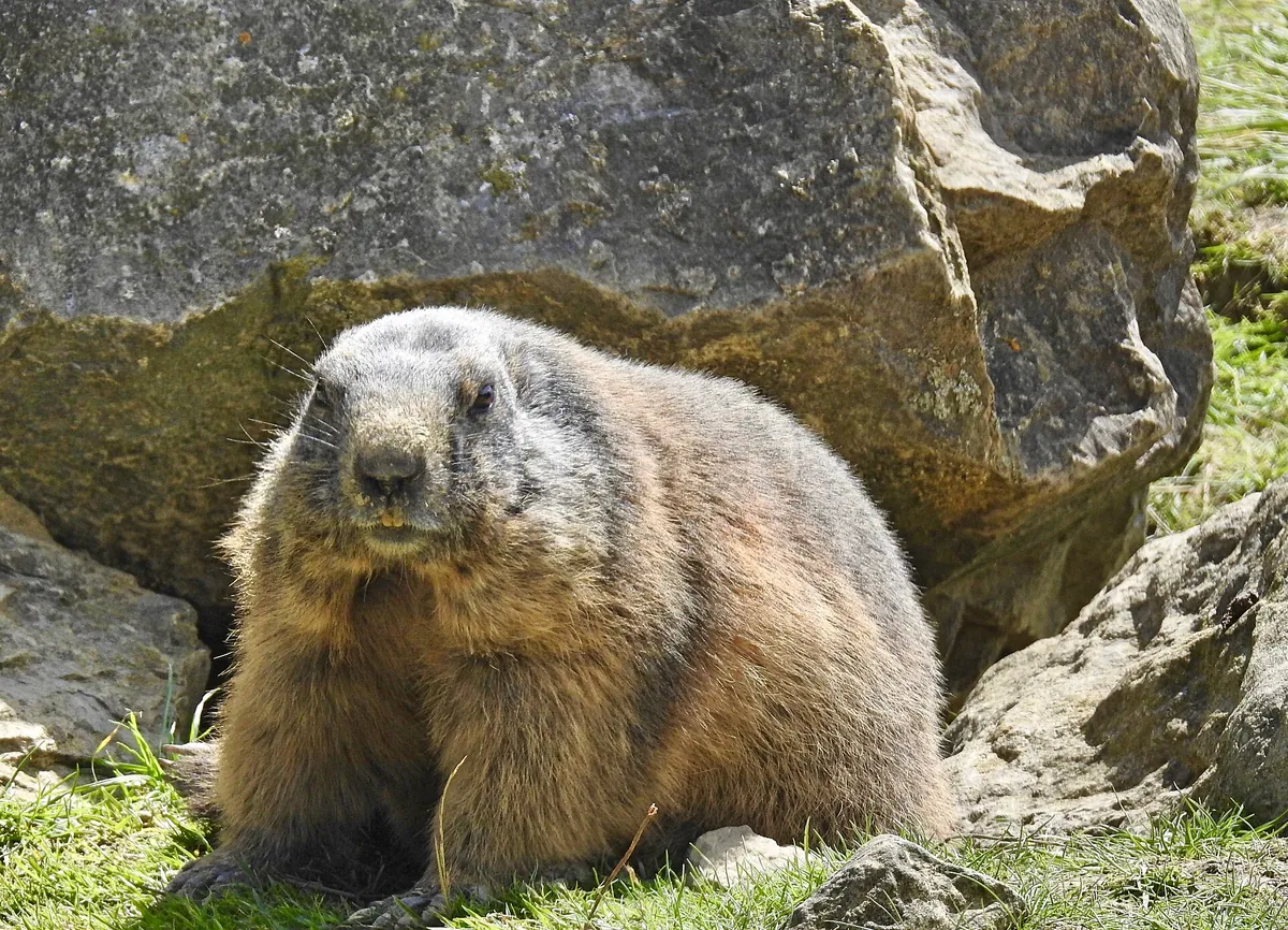 Wildpark Peter und Paul