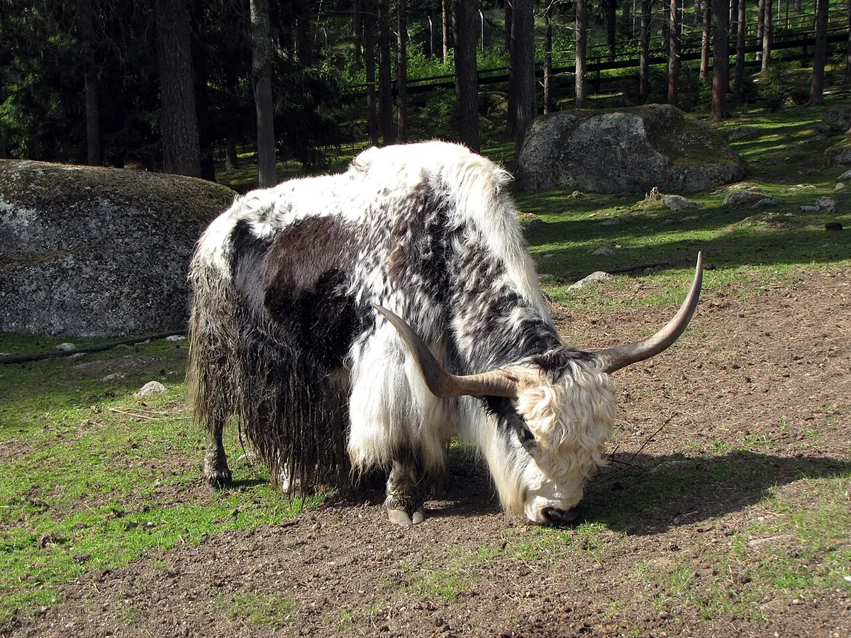 Junsele Zoo