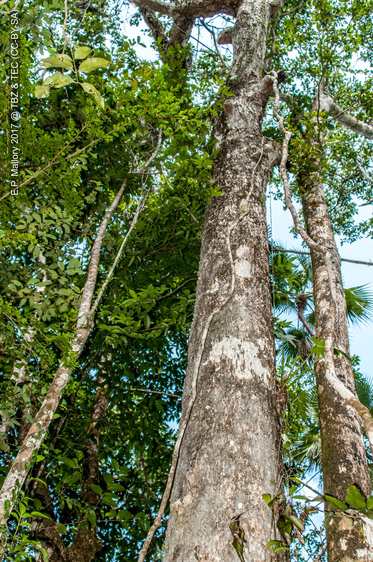 Belize Zoo