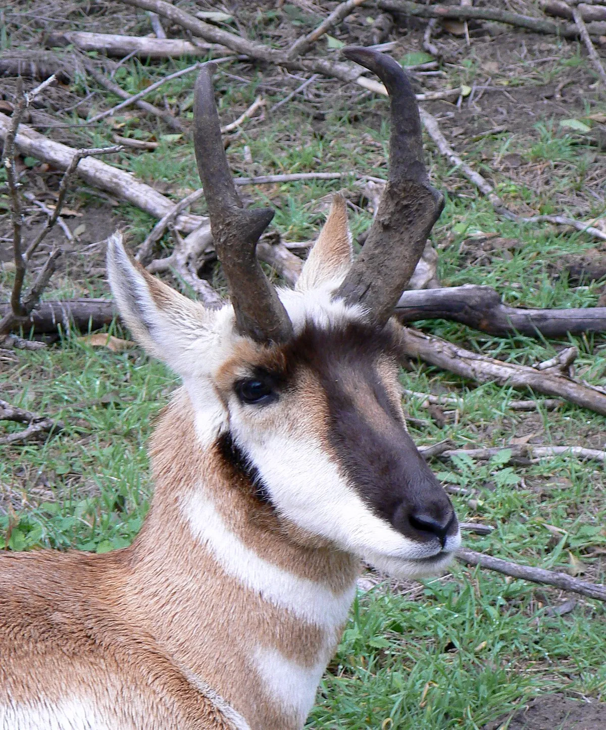 Lee G. Simmons Wildlife Safari Park