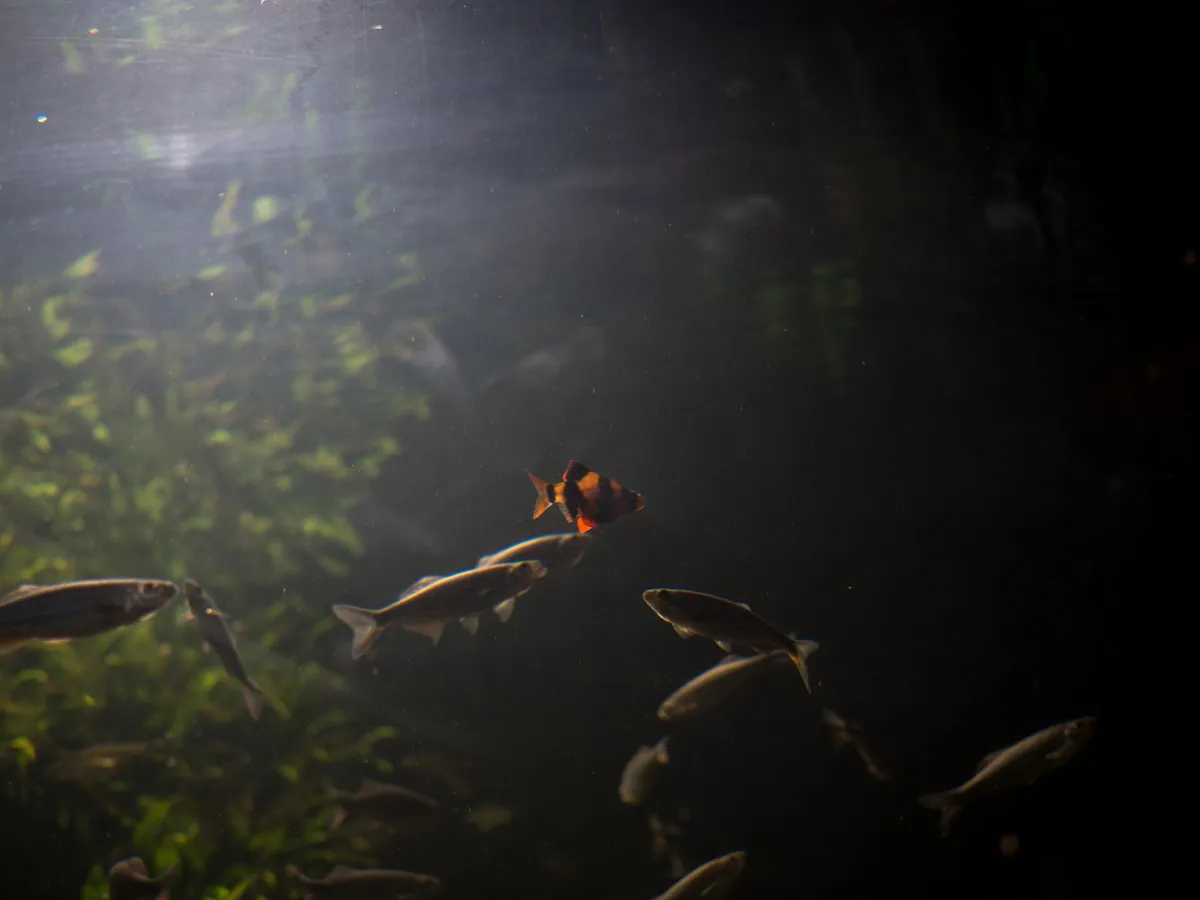 Newport Aquarium