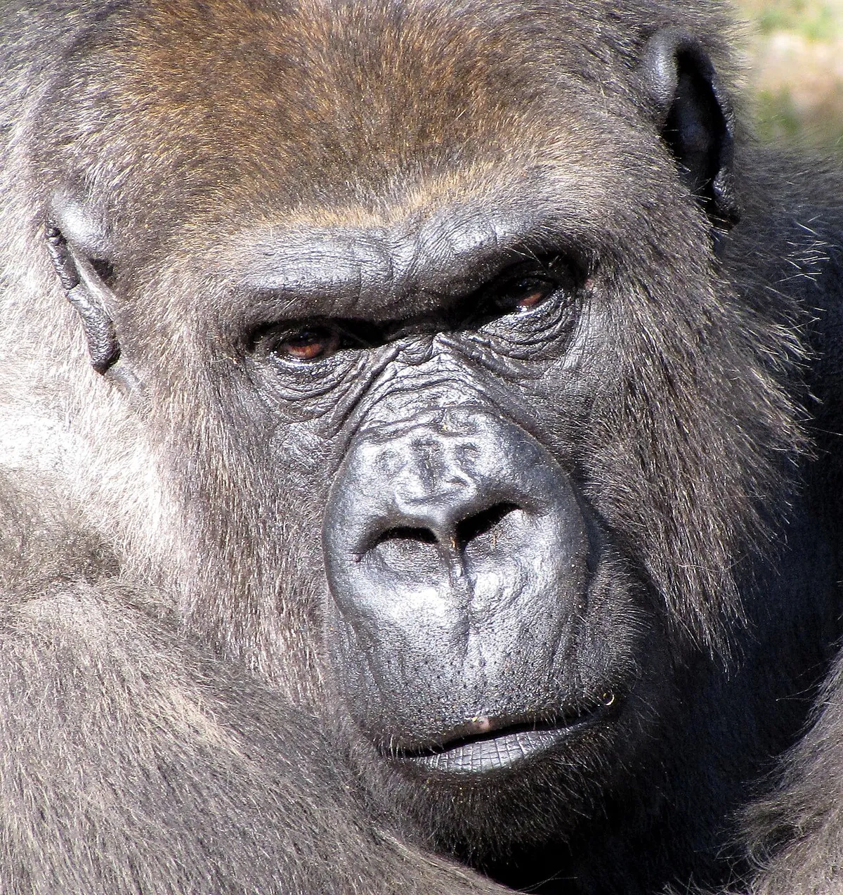ABQ BioPark Zoo